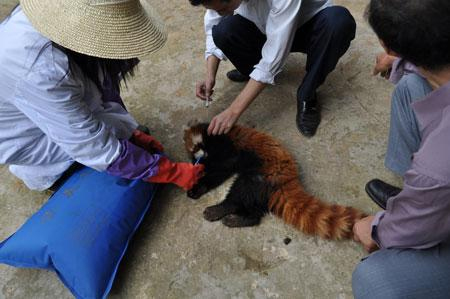 G:\gz\湄公河集团概况\生物科技\生物科技图片\拯救小熊猫.jpg