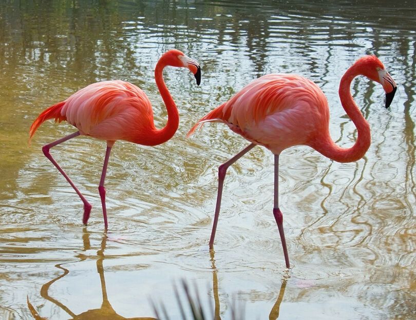 火烈鸟——昆明就是你的家