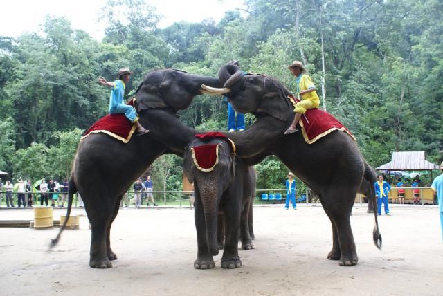 C:Documents and SettingsAdministrator桌面网站专员图片配图景区景点野象谷.jpg